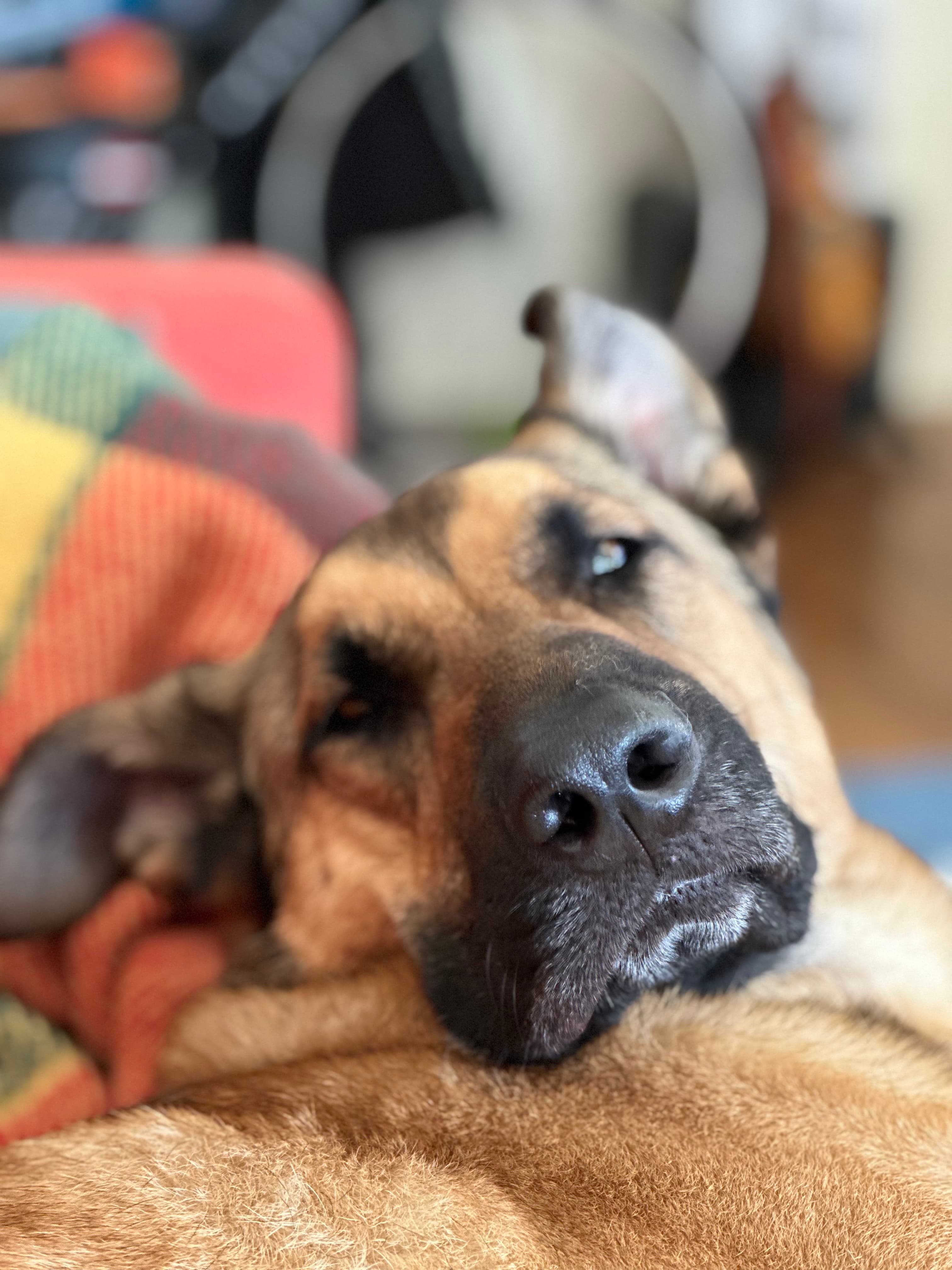 Shiloh Bear